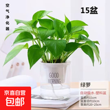 特价绿萝盆栽室内客厅办公室吸甲醛净化空气水培植物绿植花卉好养 【新居布置15盆】绿萝+早安吸水盆 整体含盆高度20-25cm