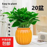 特价绿萝盆栽室内客厅办公室吸甲醛净化空气水培植物绿植花卉好养 【乔迁新居20盆】绿萝+橙色南瓜盆自吸水 整体含盆高度20-25cm