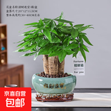 【绿萝盆栽】吸甲醛净化空气水培绿植物懒人花卉好养搬家礼物全 【乔迁之喜】5年粗壮三杆发财树+招财进宝元宝陶瓷盆 整体含盆高度20-25cm