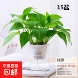 【绿萝盆栽】吸甲醛净化空气水培绿植物懒人花卉好养搬家礼物全 【新居布置15盆】绿萝+早安吸水盆 整体含盆高度20-25cm
