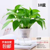 【绿萝盆栽】吸甲醛净化空气水培绿植物懒人花卉好养搬家礼物全 【阳台养眼10盆】绿萝+早安吸水盆 整体含盆高度20-25cm