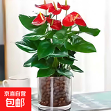 红掌盆栽白粉掌一帆风顺带花特大号花卉室内客厅面水培植物好养 约30cm精品红掌-圆柱玻璃瓶 带盆栽好