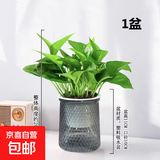 【绿萝盆栽】吸甲醛净化空气水培绿植物懒人花卉好养搬家礼物全 【1盆】绿萝+轻奢灰色繁星吸水盆 整体含盆高度20-25cm