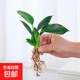 懒人水培绿植九里香绿萝文竹室内易养净化空气花卉盆栽植物花卉 金钻1颗【不含盆】土培水培皆可10-15cm