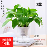 新特价绿萝盆栽室内客厅办公吸甲醛净化空气水培植物绿植花卉好养 【经典2盆】绿萝+早安吸水盆 整体含盆高度20-25cm
