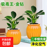 新大叶金钻绿公主盆栽植物除甲醛绿植办公室四季常青室内客厅摆放 【拍一发二】金钻+橙南瓜吸水盆 含盆高度15-20厘米