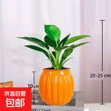新大叶金钻绿公主盆栽植物除甲醛绿植办公室四季常青室内客厅摆放 【1盆】金钻+橙南瓜吸水盆 含盆高度15-20厘米