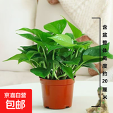 【绿萝盆栽】吸甲醛净化空气水培绿植物懒人花卉好养搬家礼物全 【1盆】绿萝+原盆原土 整体含盆高度20-25cm