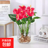 红掌盆栽白粉掌一帆风顺带花特大号花卉室内客厅面水培植物好养 约30cm红掌-U型玻璃 带盆栽好