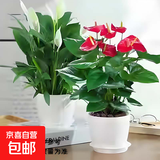 红掌盆栽白粉掌一帆风顺带花特大号花卉室内客厅面水培植物好养 红掌+白掌-2个白色仿木纹盆 带盆栽好