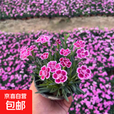 【亏本冲量】欧石竹花苗多年生四季开花草坪盆栽耐寒耐旱宿根粉贝 初吻石竹2盆约10cm高原盆土 含盆