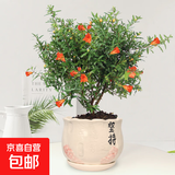 石榴花盆栽果树苗带果观赏可食用室内阳台四季开绿植盆景花卉旺宅 白色坚持盆+石榴花30-40cm高 含盆
