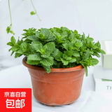 迷迭香苗盆栽可食用驱蚊植物香草薄荷苗绿植物室内煎牛排水培花卉 小盆食用薄荷苗约10cm高原盆土一盆