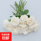 玫瑰10枝装云南鲜花直发家用520母亲节鲜花礼物 白玫瑰10枝