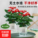 红掌盆栽白粉掌一帆风顺带花特大号花卉室内客厅面水培植物好养 约30cm2盆红掌-2个早安盆 带盆栽好