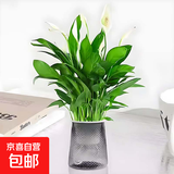 红掌盆栽白粉掌一帆风顺带花特大号花卉室内客厅面水培植物好养 约30cm白掌-灰色繁星吸水盆 带盆栽好