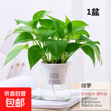 【绿萝盆栽】吸甲醛净化空气水培绿植物懒人花卉好养搬家礼物全 【1盆】绿萝+早安吸水盆 整体含盆高度20-25cm