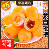 正宗云南蒙自高山五星长虹甜枇杷新鲜采摘孕妇时令止咳化痰水果 1斤试吃装（单果重15克+）