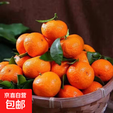 正宗广西砂糖橘当季新鲜水果皮薄多汁无籽橘子 超甜精品果带箱8斤