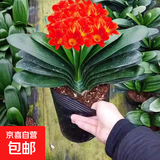 四季君子兰盆栽室内花带花苞老苗圆头和尚君子兰花卉植物好养绿植 君子兰2-3片叶小苗