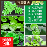 疯狂水草浮萍水草水上和鱼共养金鱼缸造景古法养鱼净化水质水芙蓉 经典套餐