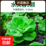 疯狂水草浮萍水草水上和鱼共养金鱼缸造景古法养鱼净化水质水芙蓉 水芙蓉5颗