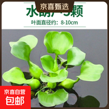 疯狂水草浮萍水草水上和鱼共养金鱼缸造景古法养鱼净化水质水芙蓉 （10cm左右）水葫芦5颗