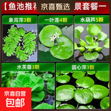 疯狂水草浮萍水草水上和鱼共养金鱼缸造景古法养鱼净化水质水芙蓉 （鱼池推荐）鱼池造景套餐一