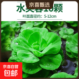 疯狂水草浮萍水草水上和鱼共养金鱼缸造景古法养鱼净化水质水芙蓉 水芙蓉10颗