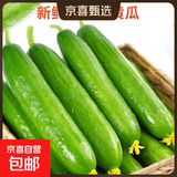 京喜加新鲜无刺水果小黄瓜小青瓜脆甜荷兰脆嫩生吃黄瓜蔬菜 2根 200g 尝鲜装