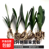 大盆君子兰盆栽名贵国宝级花卉苗绿植物圆头和尚室内客厅四季好养 【主推款】君子兰7-9片叶子+带土 送肥料