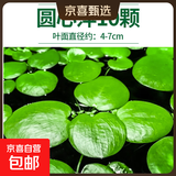 疯狂水草浮萍水草水上和鱼共养金鱼缸造景古法养鱼净化水质水芙蓉 圆心萍10颗