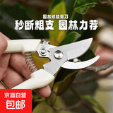不锈钢树枝修枝剪采摘水果花木剪园林果树花卉枝嫁接园艺剪刀工具 【经济款】修枝弯剪