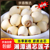 莲子干货 去芯莲子磨皮无心白莲子500克特产新鲜农副产品 白莲子500g*1