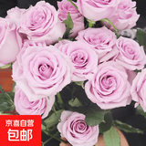 云南基地直发玫瑰鲜花全国速递配女友生日礼物家用水养插京东快递 紫玫瑰18支+2支(防损)