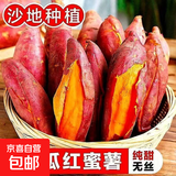 现挖沙地西瓜红蜜薯红薯新鲜农家糖心番薯烤地瓜山芋软糯批发包邮 西瓜红蜜薯9斤装 中大果含箱