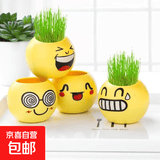 早教启智种植长草栽培玩具草娃娃迷你盆栽炫酷笑脸表情创意盆栽 1盆眩晕【含盆+草籽+营养土】