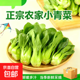 【东东买菜】四季小青菜自种大棚小油菜现摘超市涮火锅时令蔬菜 河南小青菜5斤装 净重