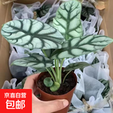 白犀牛海芋稀有入门植物盆栽办公室室内桌面好养观叶网红北欧绿植 白犀牛一盆3-5片叶子 、原盆原土