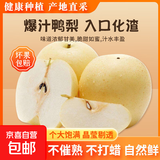 京喜加河北晋州鸭梨新鲜水果大鸭梨云鼎新31 带箱4.5斤净重4斤+单果200g+