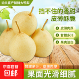 京喜加河北泊头大鸭梨新鲜水果冬季止咳化痰云鼎40 【含箱重】9斤