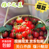冰糖水果小番茄高山圣女果小西红柿早餐减肥减脂生鲜新鲜蔬菜 高山圣女果 5斤 带箱