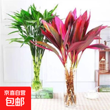 年宵花富贵竹春节水养花卉转运竹水培植物盆栽过年装饰年货绿植 鸿运当头5棵+金边竹5棵[70CM左右] 标准