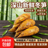 【冬日山货】赣州深山冬笋新鲜现挖现发黄泥毛竹笋冬季鲜美限定 1500克 3至5两（根部小可食率高）