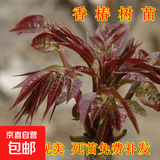 香椿树苗红油香椿苗地栽盆栽食用香椿树苗南方北方四季种植椿树苗 红油香椿2年苗【10棵装】 81cm(含)-110cm(含)
