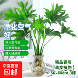 年宵花富贵竹龙鳞春羽水培植物春节过年装饰绿萝盆栽花卉绿植年货 精品春羽50-60cm【3棵】送营养液