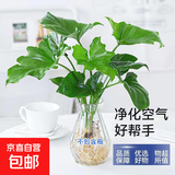 龙鳞春羽水培植物天堂鸟客厅绿萝盆栽花卉富贵竹龟背竹好养的绿植 精品春羽20-25cm【2棵】送营养液