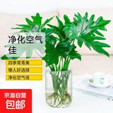 年宵花富贵竹龙鳞春羽水培植物春节过年装饰绿萝盆栽花卉绿植年货 【水培爆款】精品春羽30-40cm2棵（u型玻璃瓶