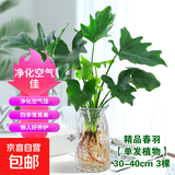 年宵花富贵竹龙鳞春羽水培植物春节过年装饰绿萝盆栽花卉绿植年货 精品春羽30-40cm【3棵】送营养液