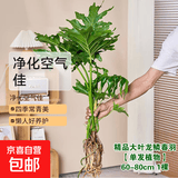 年宵花富贵竹龙鳞春羽水培植物春节过年装饰绿萝盆栽花卉绿植年货 精品大叶龙鳞春羽60-80cm【1棵】
